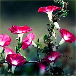 Nasiona Powój mix szt.5 Nxx96