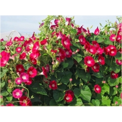 Nasiona Powój mix szt.5 Nxx96