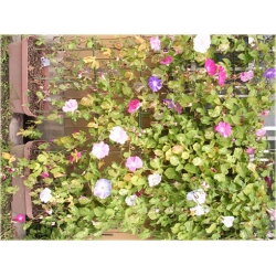 Nasiona Powój mix szt.5 Nxx96