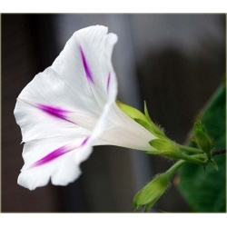 Nasiona Powój mix szt.5 Nxx96