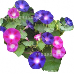 Nasiona Powój różowo-fioletowy szt.5 N95