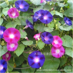 Nasiona Powój różowo-fiolet szt.5 Nxx95