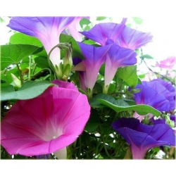 Nasiona Powój różowo-fiolet szt.5 Nxx95