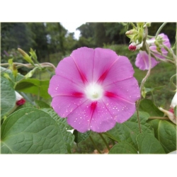 Nasiona Powój różowo-fiolet szt.5 Nxx95