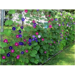 Nasiona Powój różowo-fiolet szt.5 Nxx95