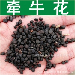 Nasiona Powój różowo-fiolet szt.5 Nxx95