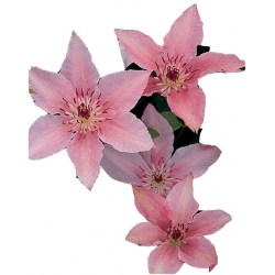 Nasiona Powojnik różowy różowe pasy szt.5 N558