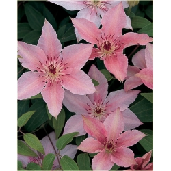 Nasiona Powojnik różowy szt.5 Nxx558