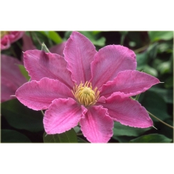 Nasiona Powojnik różowy szt.5 Nxx558