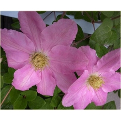 Nasiona Powojnik różowy szt.5 Nxx558