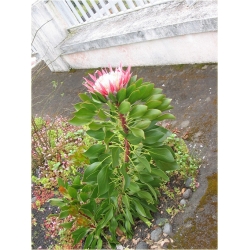 Nasiona Protea cesarska szt.5 Nxx66