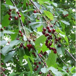 Nasiona Czereśnia Burlat ciemna Prunus szt.5 Nxx714