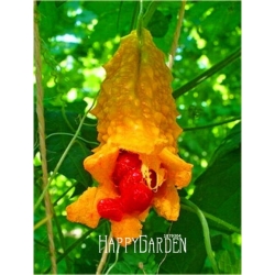 Nasiona Przepękla ogórkowata szt.5 Nxx432