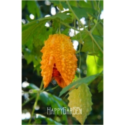 Nasiona Przepękla ogórkowata szt.5 Nxx432