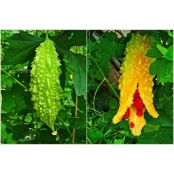 Nasiona Przepękla ogórkowata szt.5 Nxx432