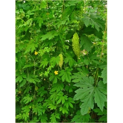 Nasiona Przepękla ogórkowata szt.5 Nxx432