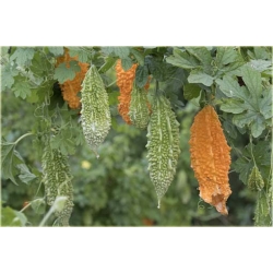 Nasiona Przepękla ogórkowata szt.5 Nxx432