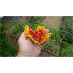 Nasiona Przepękla ogórkowata szt.5 Nxx432