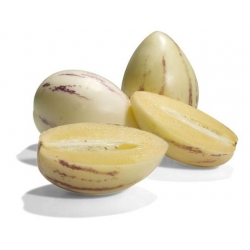 Nasiona Psianka melonowa szt.5 N623