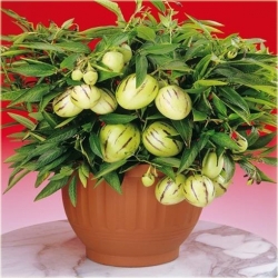 Nasiona Psianka melonowa szt.5 Nxx623