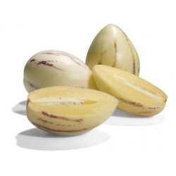 Nasiona Psianka melonowa szt.5 Nxx623