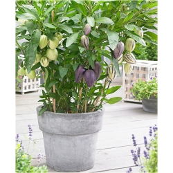 Nasiona Psianka melonowa szt.5 Nxx623