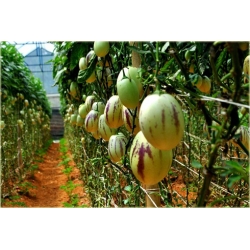 Nasiona Psianka melonowa szt.5 Nxx623