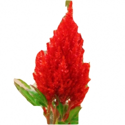 Nasiona Pteris Cockscomb czerwony szt.5 N314