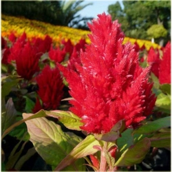 Nasiona Pteris Cockscomb czerwony szt.5 Nxx314