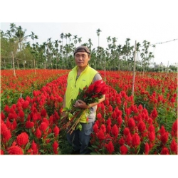 Nasiona Pteris Cockscomb czerwony szt.5 Nxx314