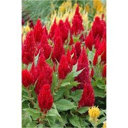 Nasiona Pteris Cockscomb czerwony szt.5 Nxx314