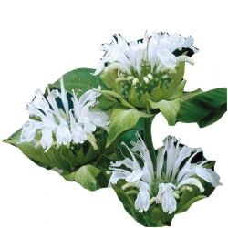 Nasiona Pysznogłówka szkarłatna biała szt.5 N456