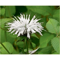 Nasiona Pysznogłówka szkarłatna biała szt.5 Nxx456