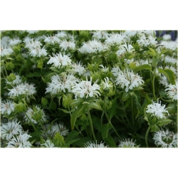 Nasiona Pysznogłówka szkarłatna biała szt.5 Nxx456