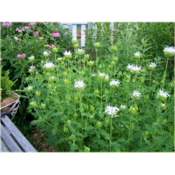 Nasiona Pysznogłówka szkarłatna biała szt.5 Nxx456