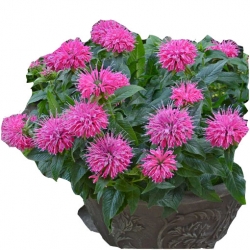 Nasiona Pysznogłówka szkarłatna różowa szt.5 N455