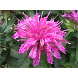 Nasiona Pysznogłówka szkarłatna szt.5 Nxx455