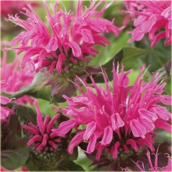 Nasiona Pysznogłówka szkarłatna szt.5 Nxx455