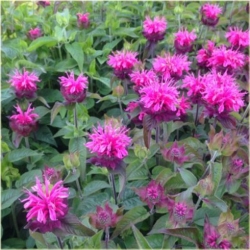 Nasiona Pysznogłówka szkarłatna szt.5 Nxx455