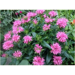 Nasiona Pysznogłówka szkarłatna szt.5 Nxx455