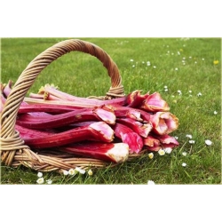 Nasiona Rabarbar ogrod Lider szt.5 Nxx593