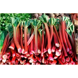 Nasiona Rabarbar ogrod Lider szt.5 Nxx593