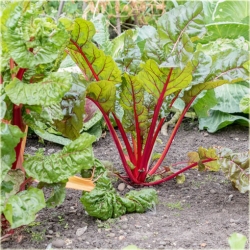 Nasiona Rabarbar ogrod Lider szt.5 Nxx593