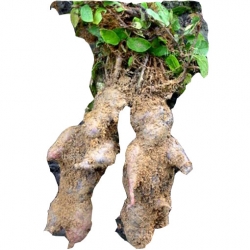 Nasiona Rdest wielokwiatowy pnącze szt.5 N457