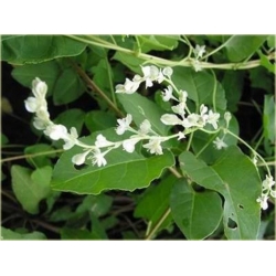 Nasiona Rdest wielokwiatowy pnącze szt.5 Nxx457