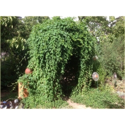 Nasiona Rdest wielokwiatowy pnącze szt.5 Nxx457