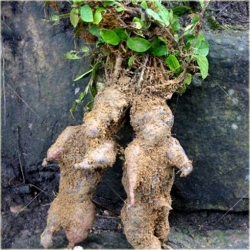 Nasiona Rdest wielokwiatowy pnącze szt.5 Nxx457