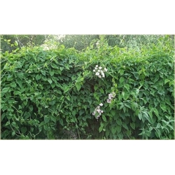 Nasiona Rdest wielokwiatowy pnącze szt.5 Nxx457