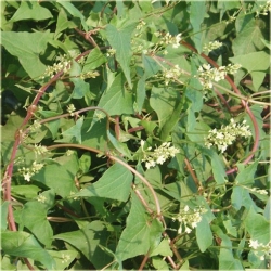 Nasiona Rdest wielokwiatowy pnącze szt.5 Nxx457