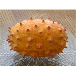 Nasiona Melon Rogaty, Melon Rogaty, Kiwano Cucumis metulifer